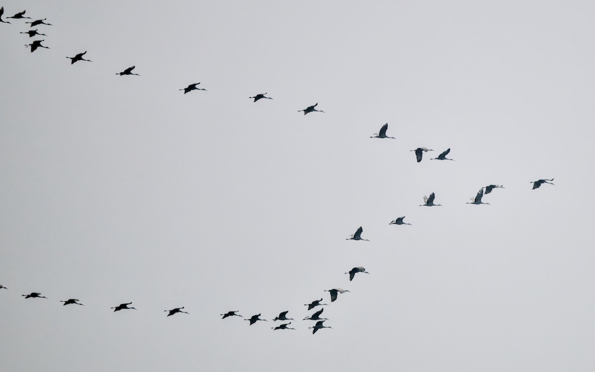 Sandhill Crane - ML646439098