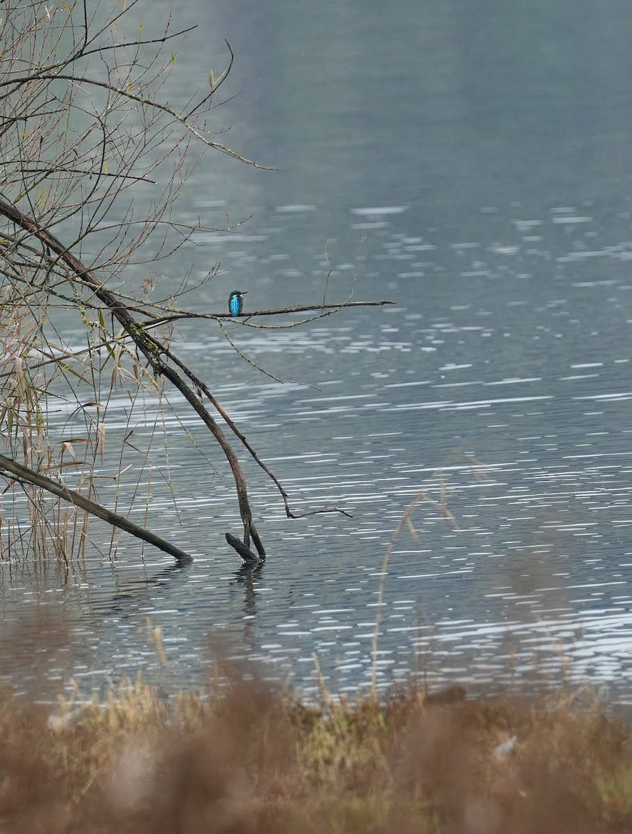 ledňáček říční - ML646439099