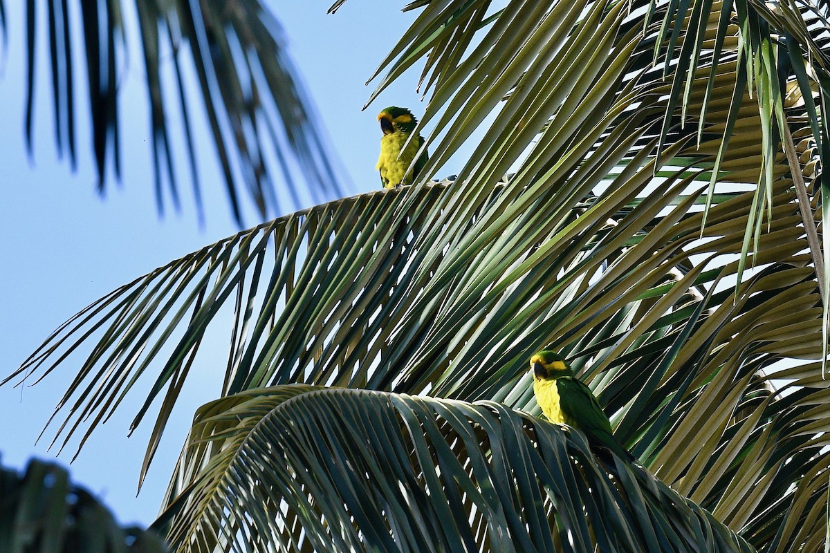 Yellow-eared Parrot - ML646439101