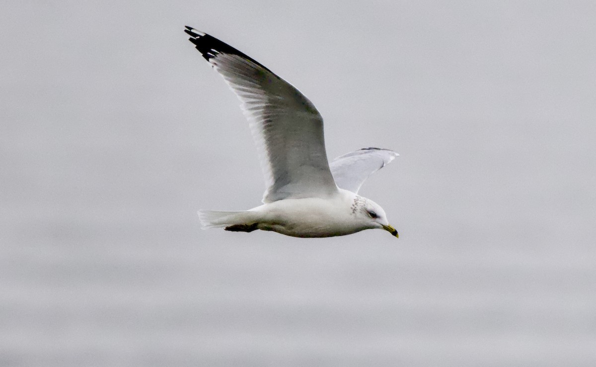 Ring-billed Gull - ML646439103