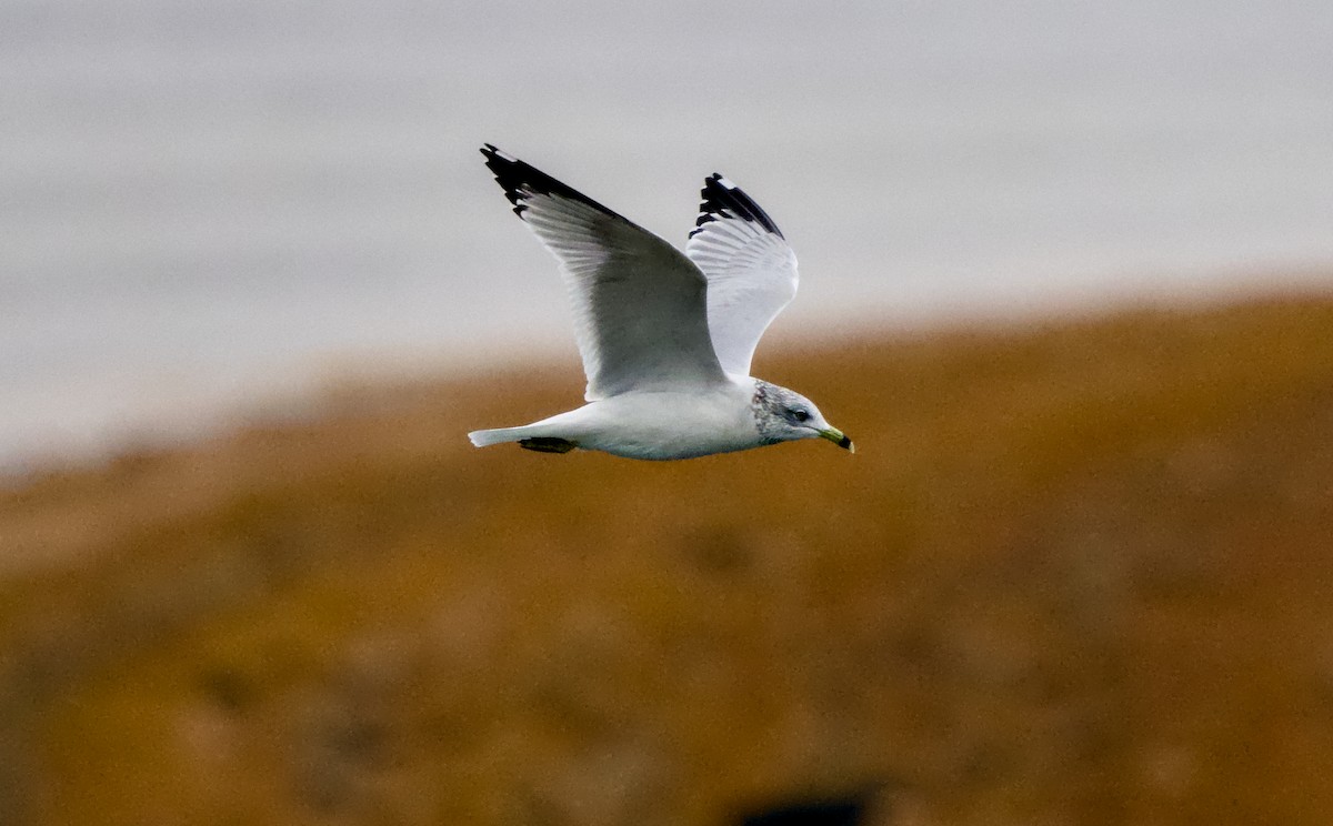 Ring-billed Gull - ML646439104