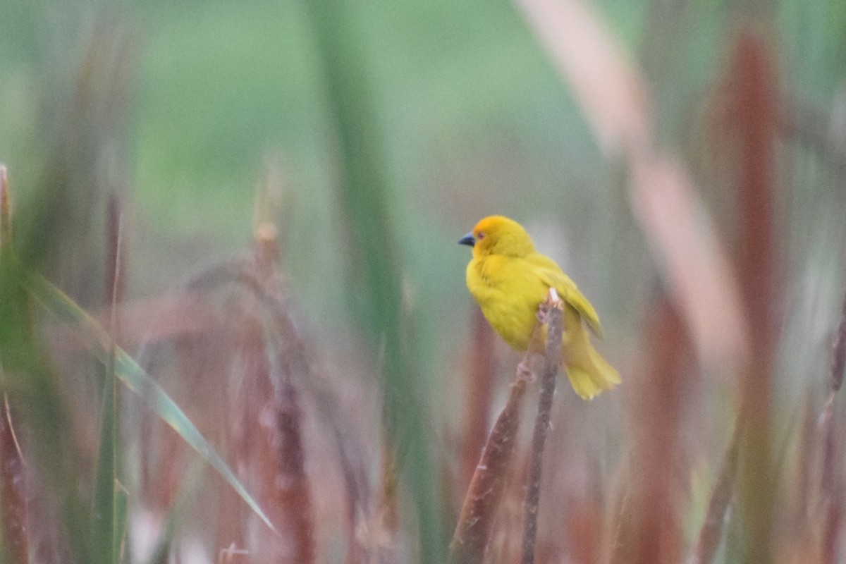 Золотистый ткач - ML646439105