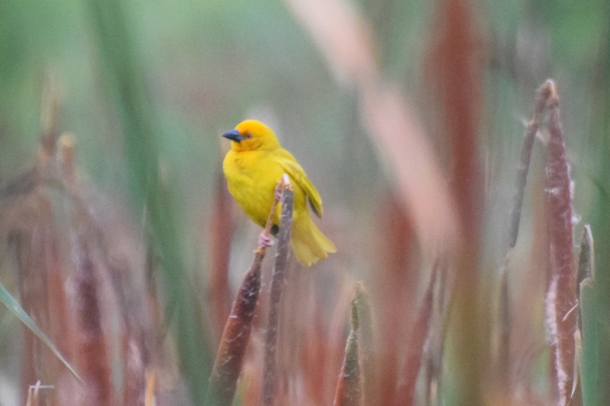 Золотистый ткач - ML646439106