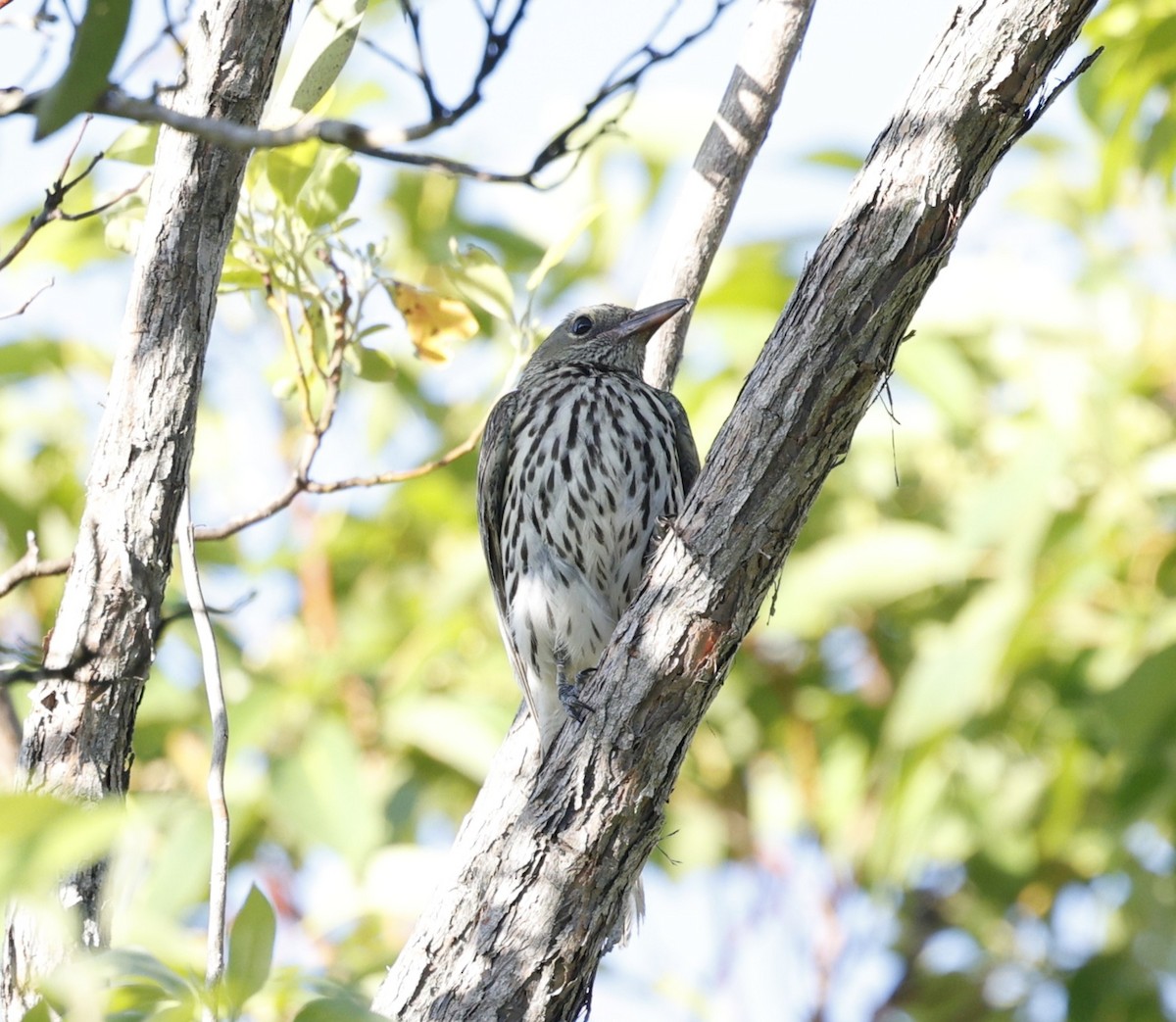 Пёстрая иволга - ML646439107