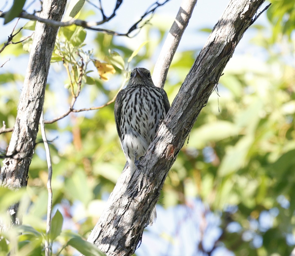 Пёстрая иволга - ML646439108