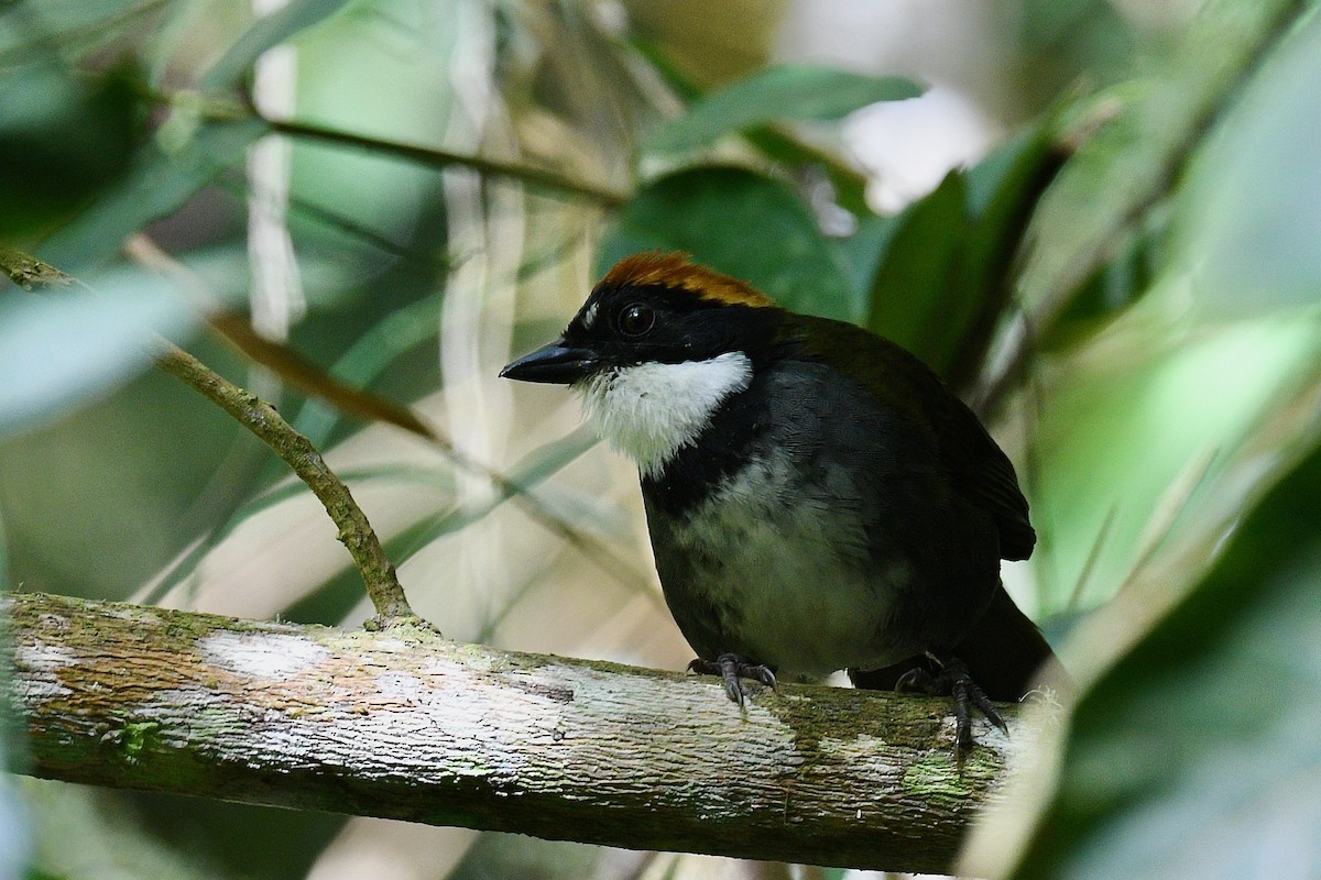 Chestnut-capped Brushfinch - ML646439109
