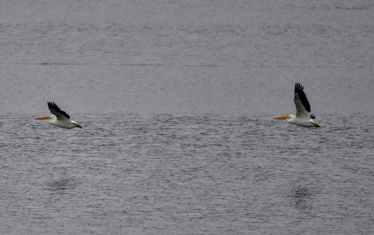 American White Pelican - ML646439110