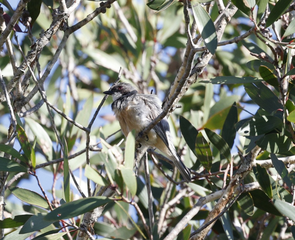 Ожерелковый свистун - ML646439113