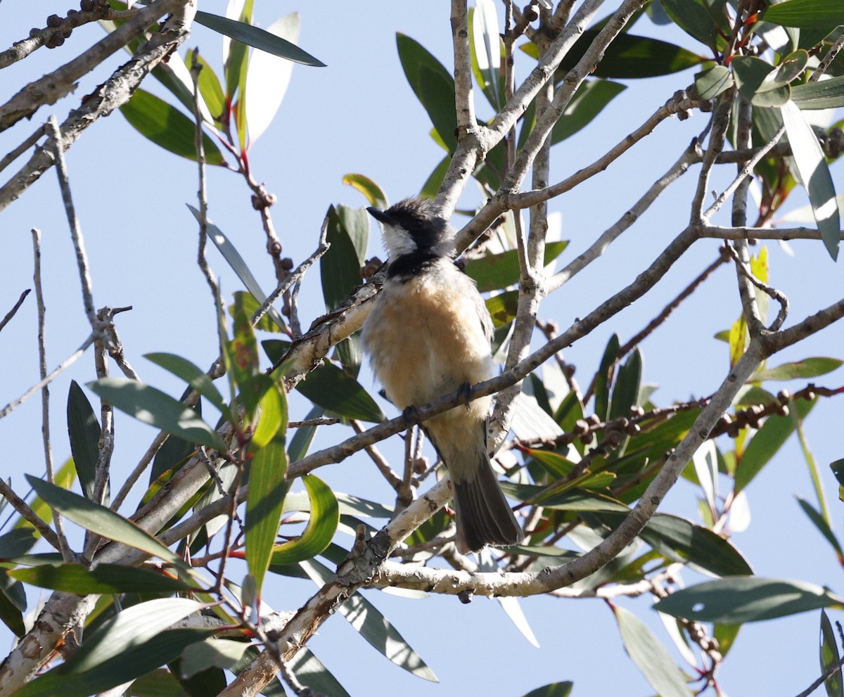 Ожерелковый свистун - ML646439114