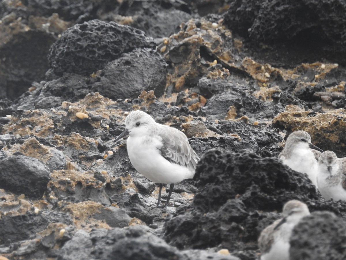 Sanderling - ML646439115