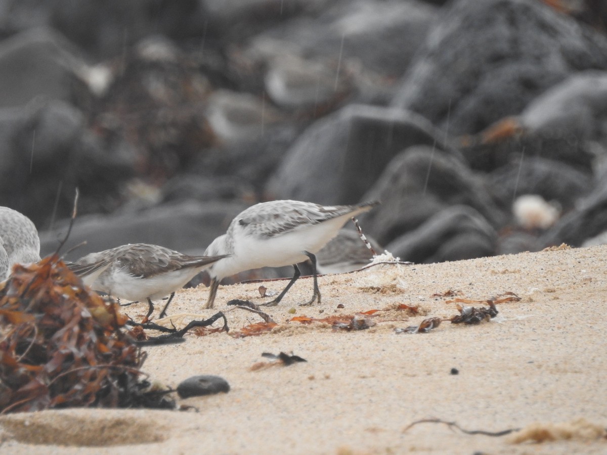 Sanderling - ML646439118