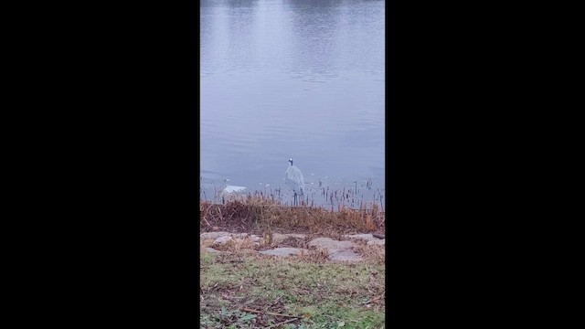 volavka popelavá - ML646439128