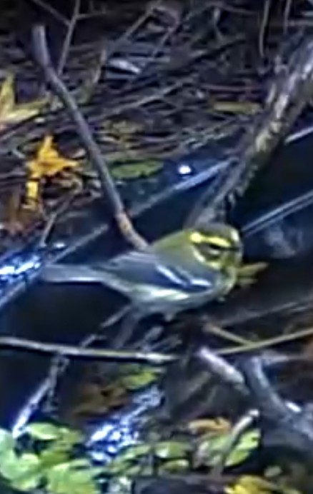 Townsend's Warbler - ML646439130