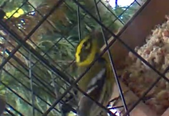 Townsend's Warbler - ML646439131