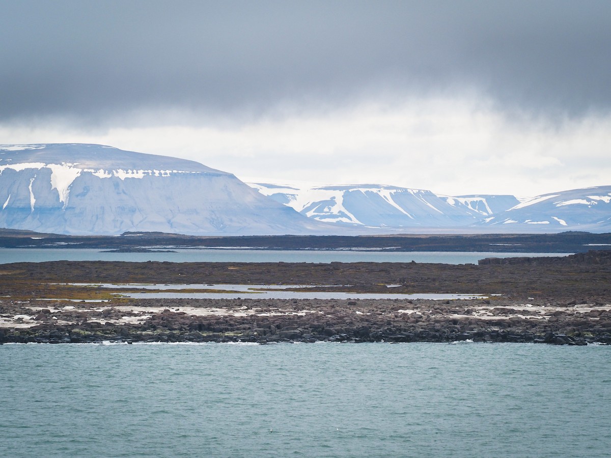 berneška bělolící - ML646439132