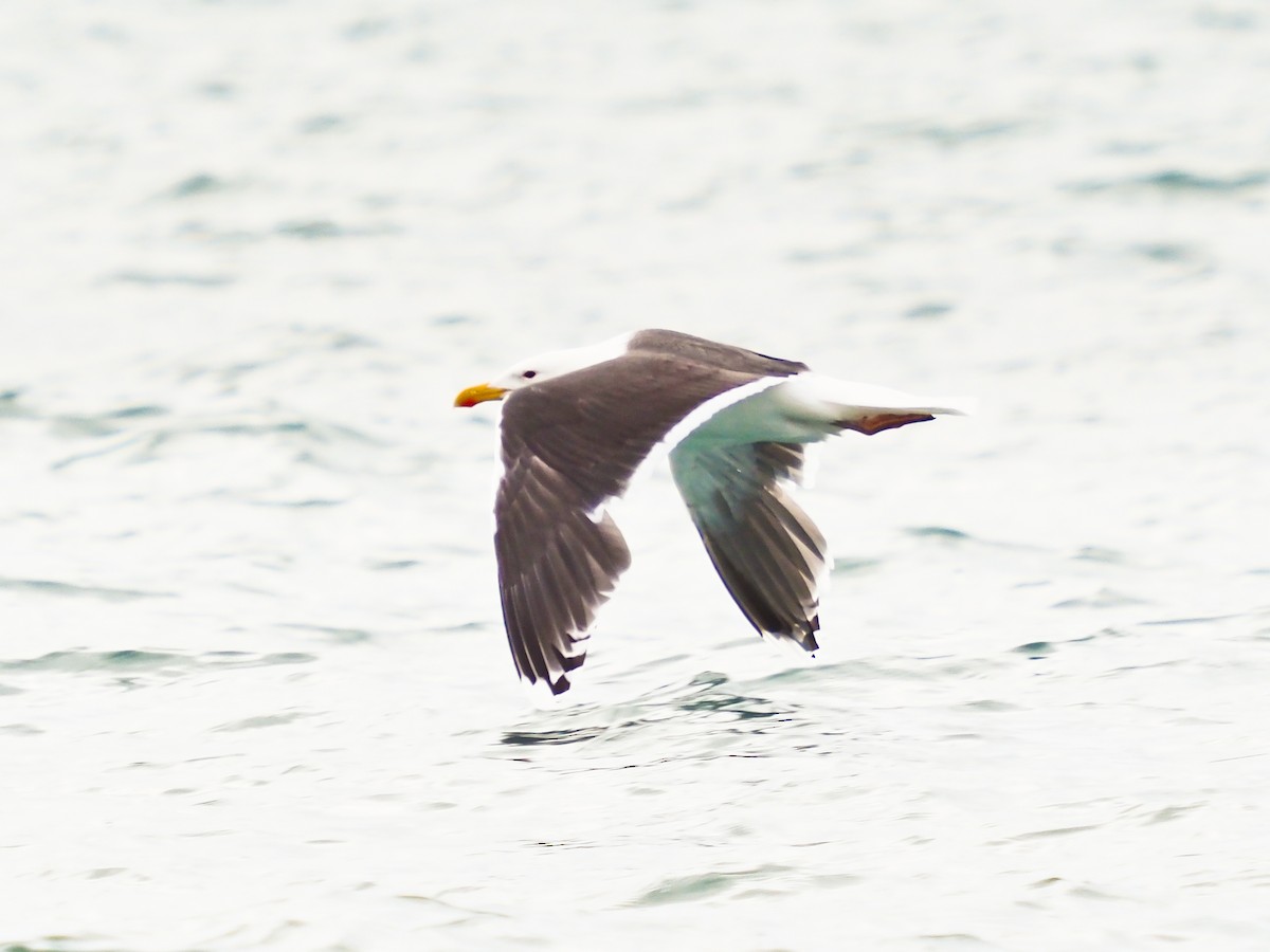 racek mořský - ML646439136