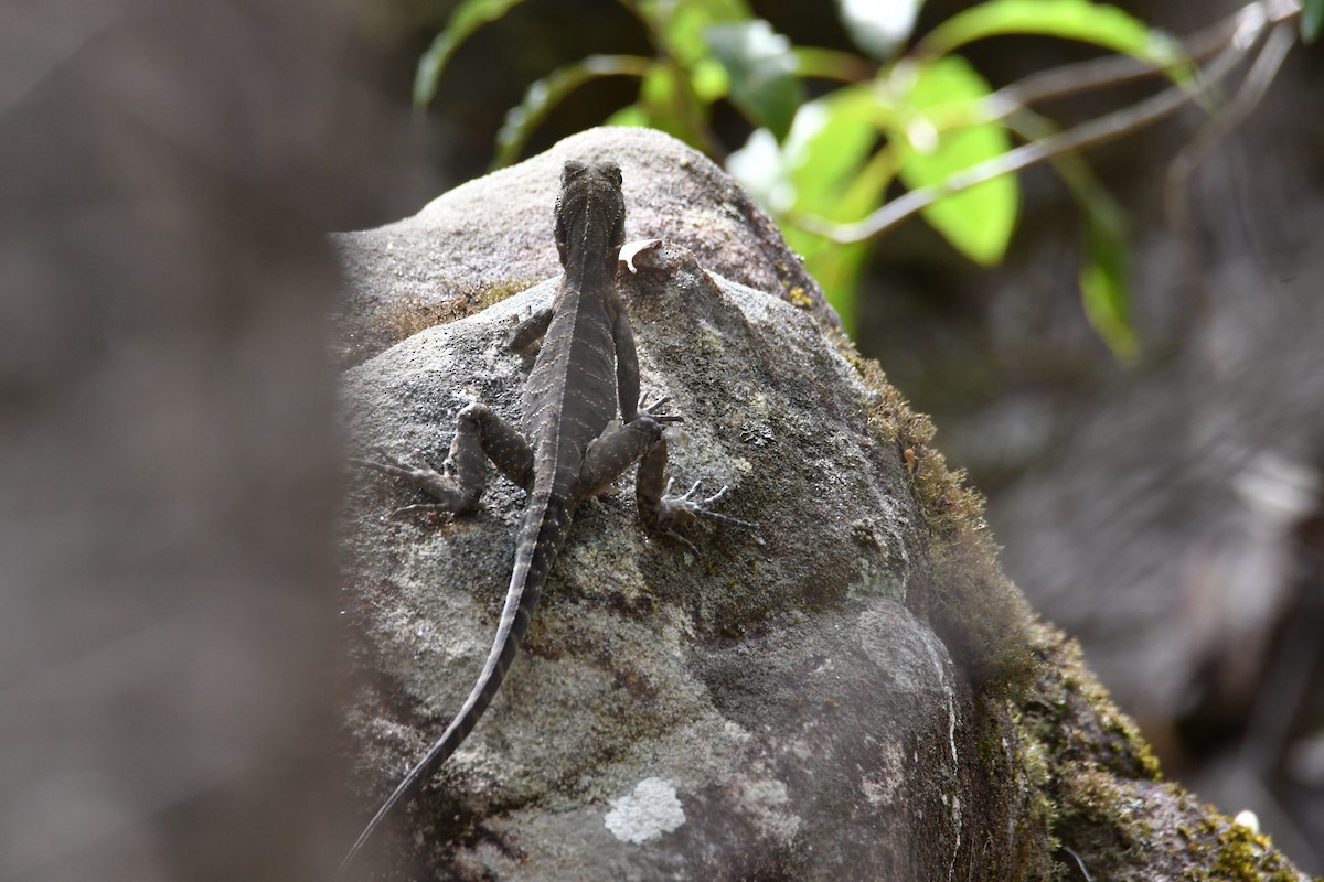 Eastern Water Dragon - ML646439137