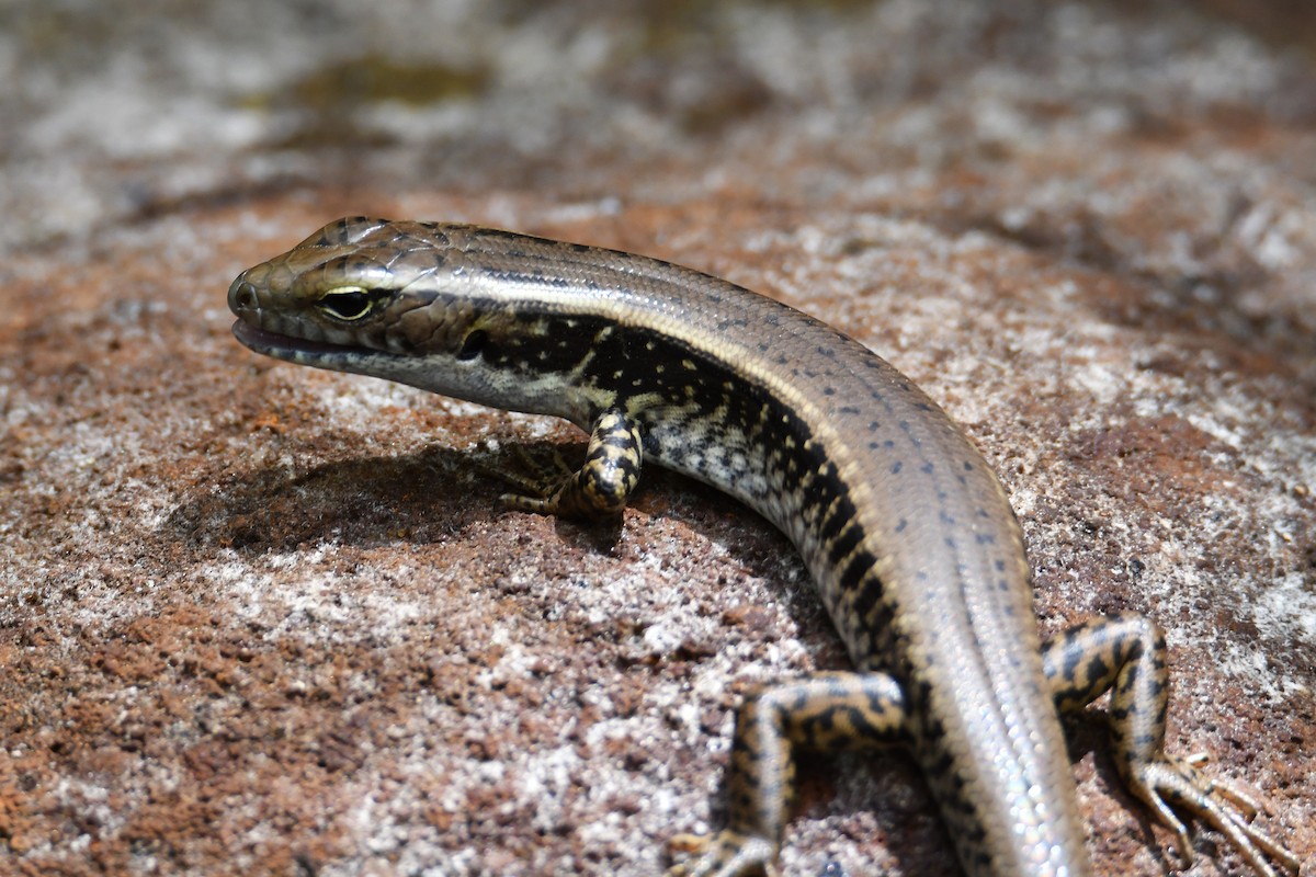 Eastern Water Skink - ML646439138