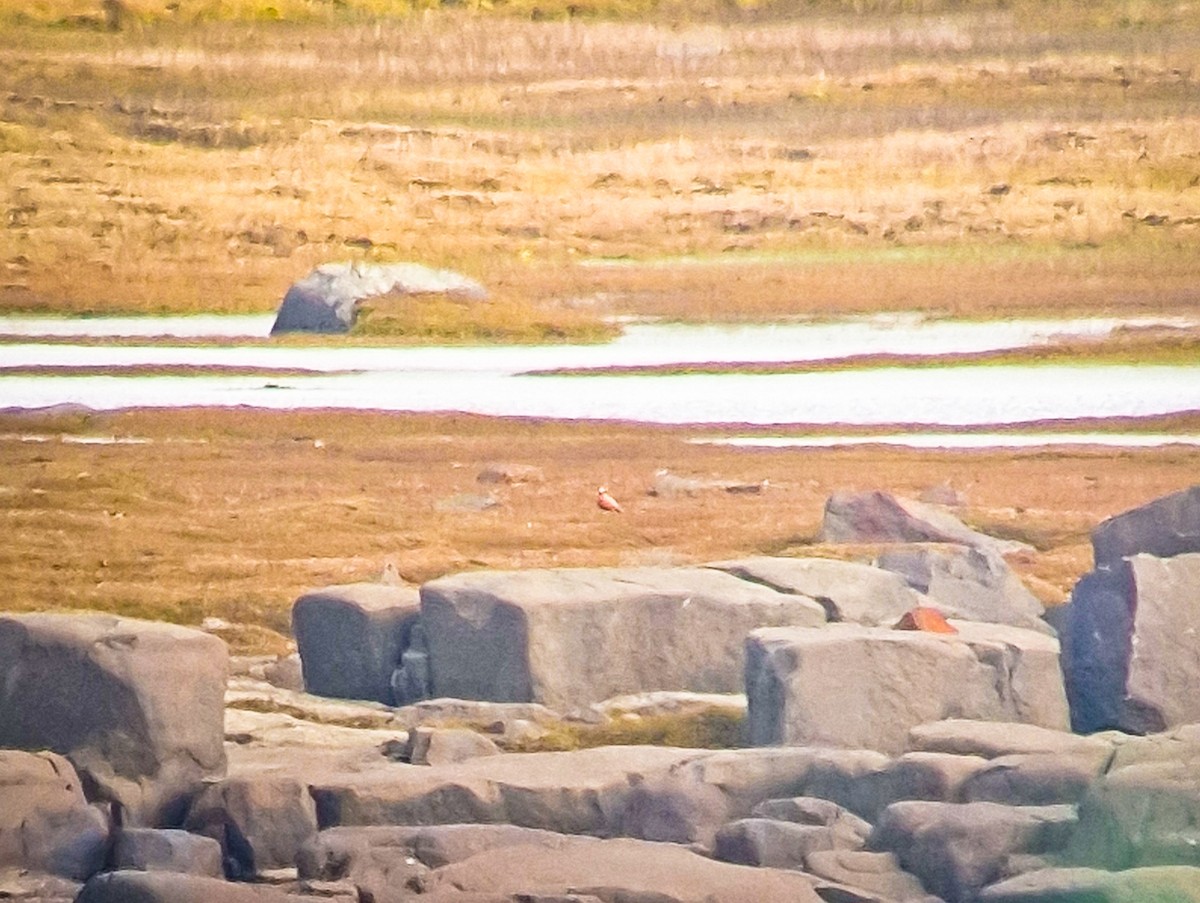 lyskonoh ploskozobý - ML646439140