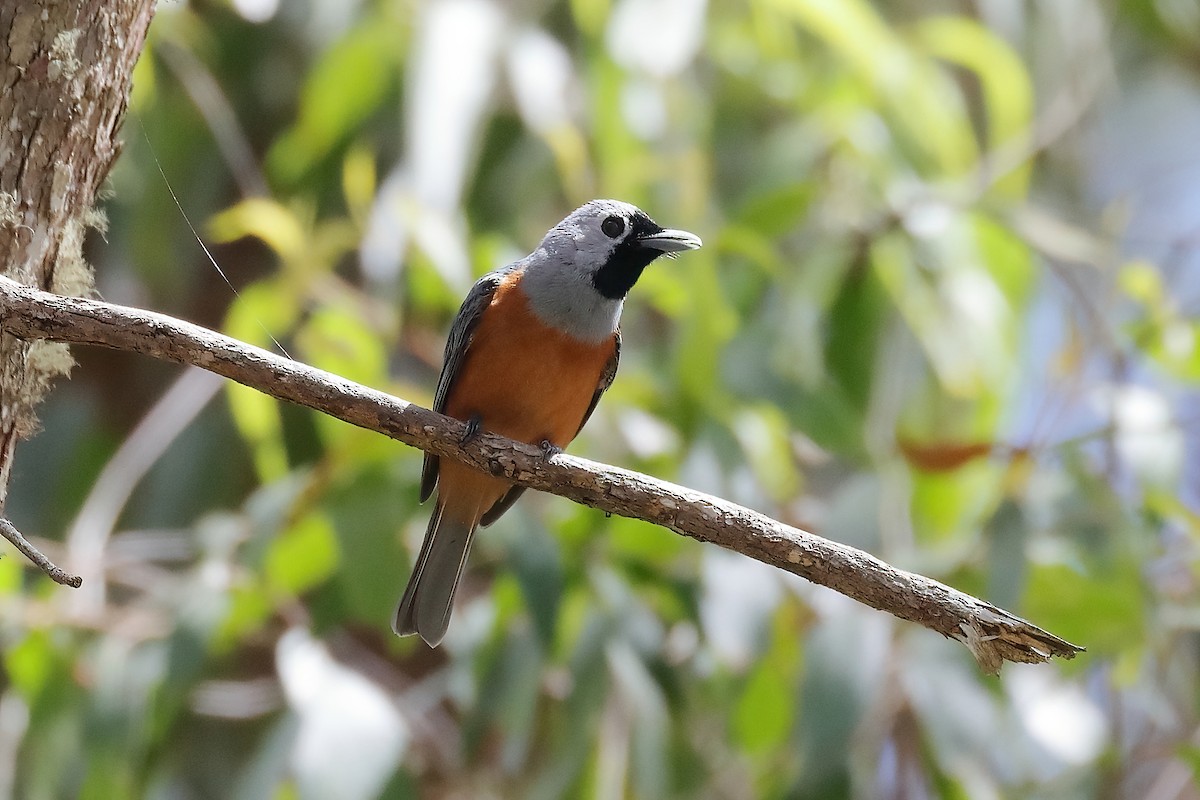 Maskenmonarch - ML646439141