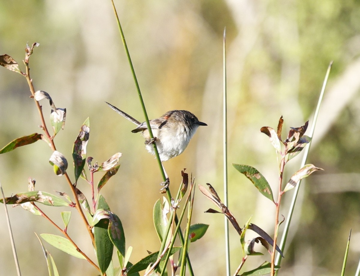 Чёрно-красный малюр - ML646439143