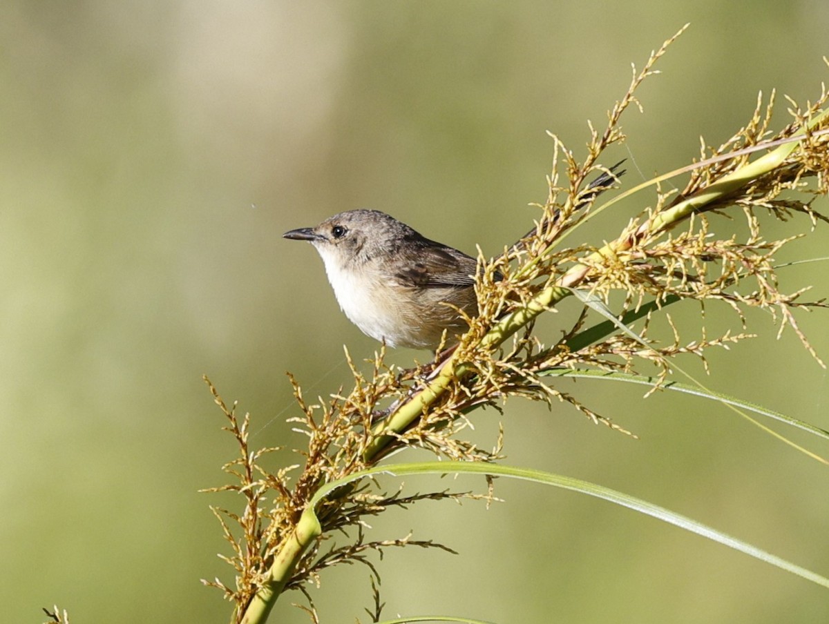 Чёрно-красный малюр - ML646439144