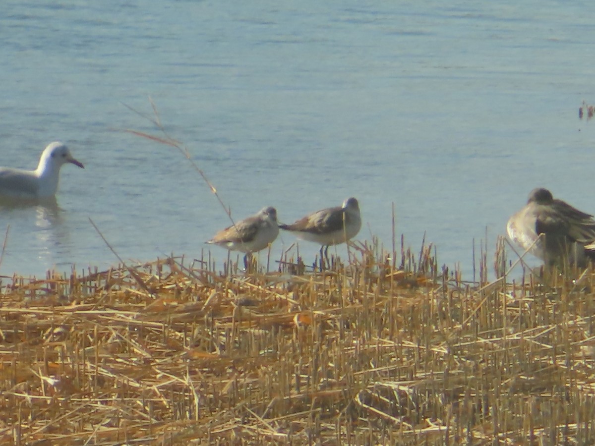 Green Sandpiper - ML646439145