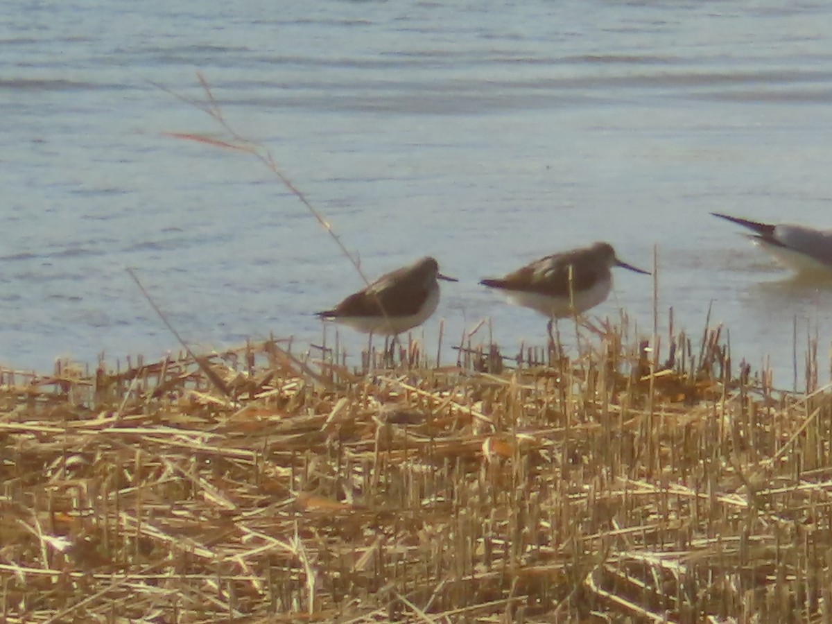 Green Sandpiper - ML646439146