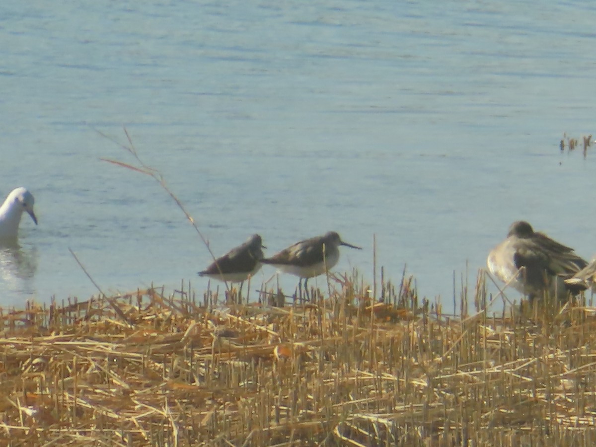 Green Sandpiper - ML646439147