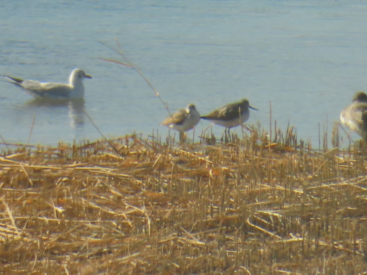 Green Sandpiper - ML646439148
