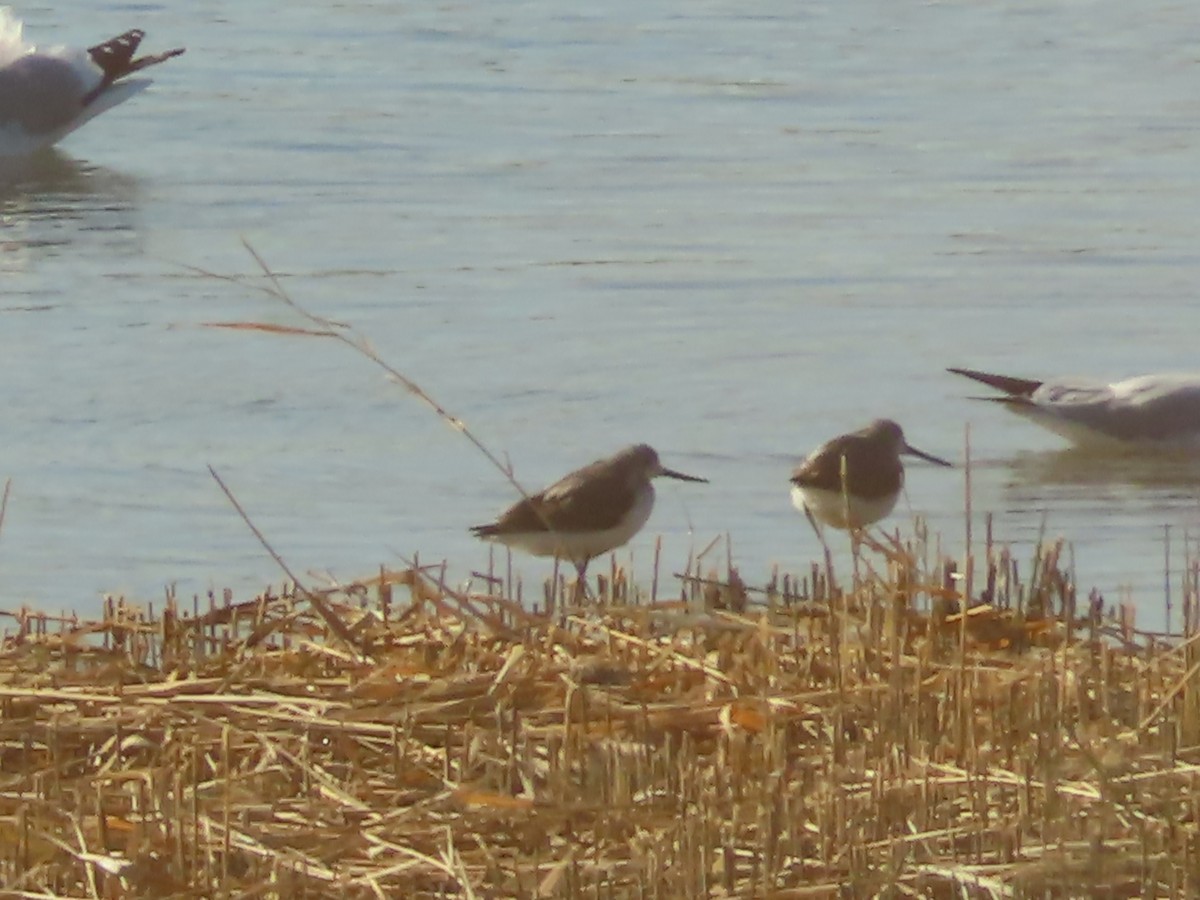 Green Sandpiper - ML646439149