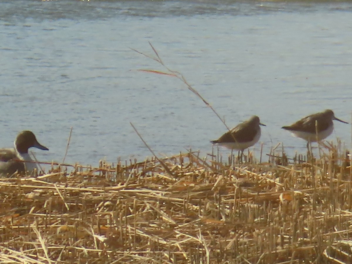 Green Sandpiper - ML646439150