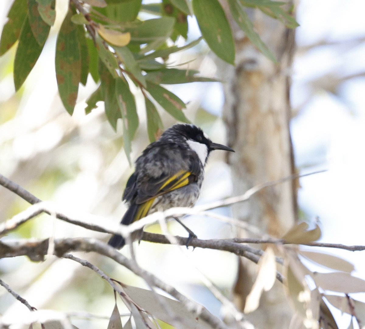 Белощёкий медолюб - ML646439151