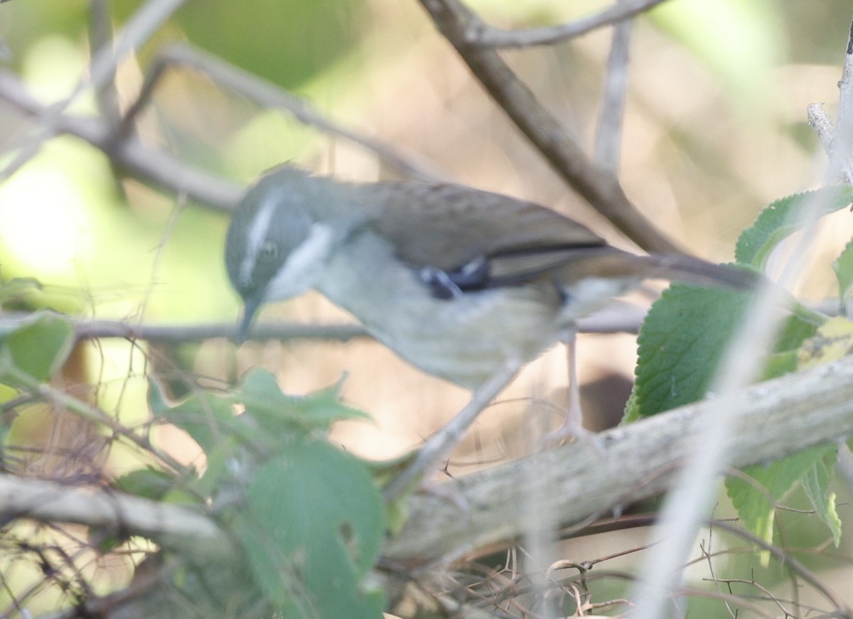 Белобровая кустовка - ML646439153