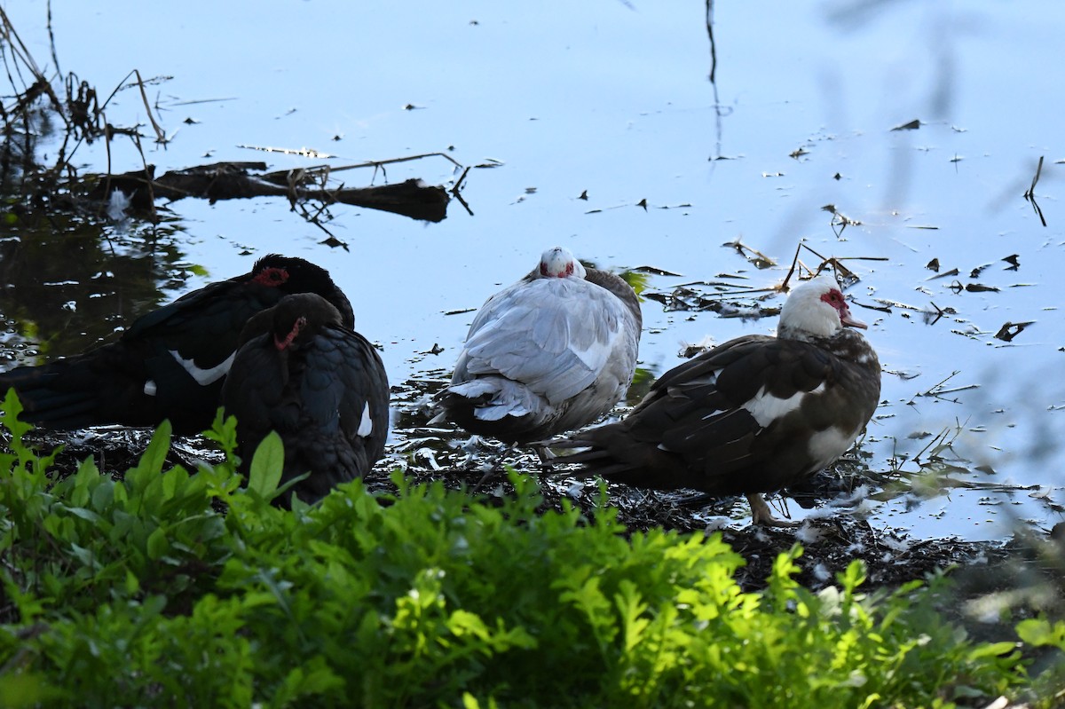 Muscovy Duck (Domestic type) - ML646439154