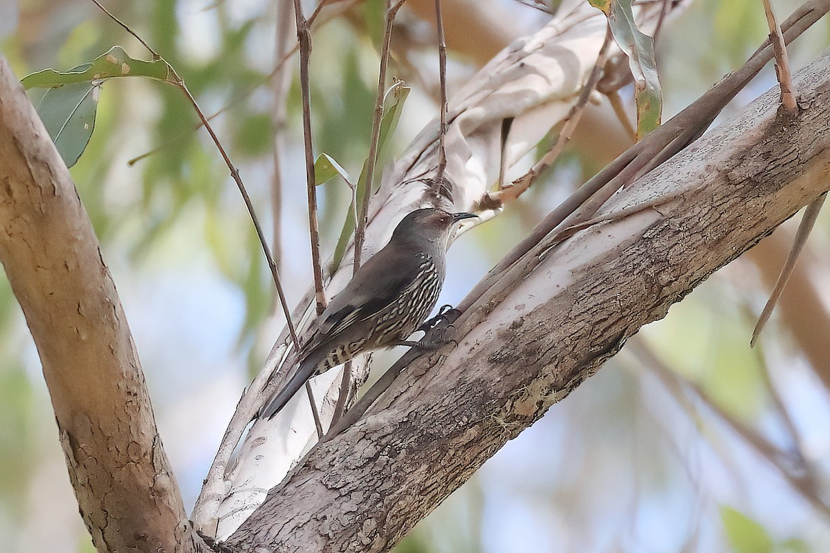 Échelet à sourcils roux - ML646439155