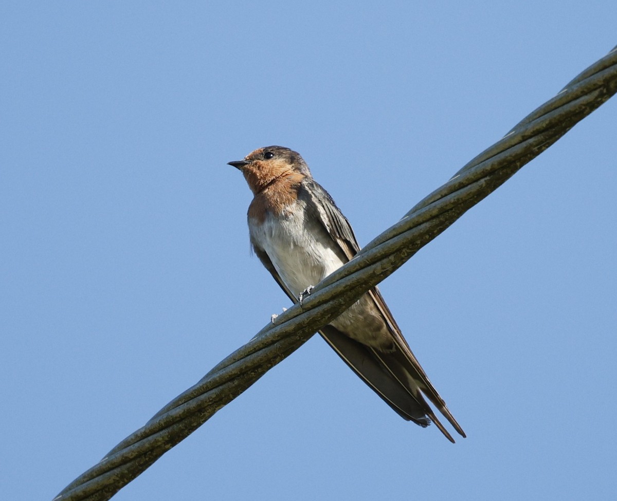 Краснолобая ласточка - ML646439157