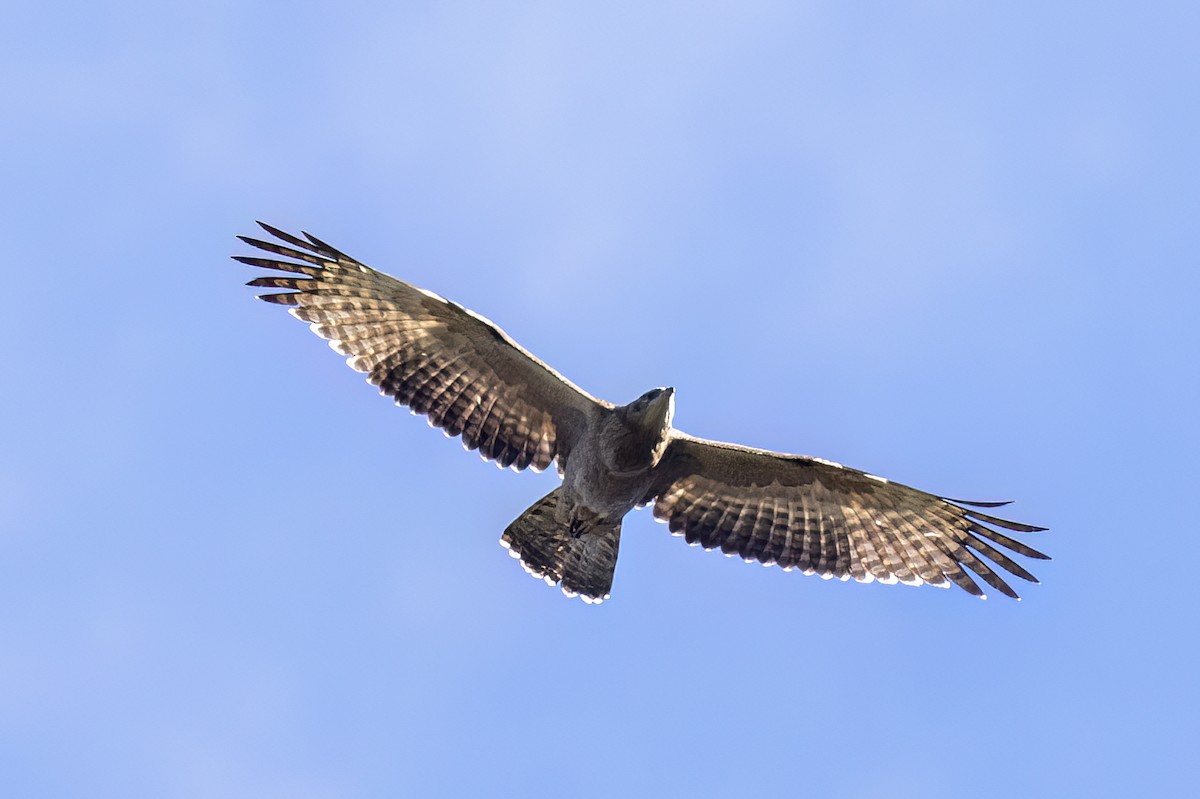 Schopfwespenbussard - ML646439158