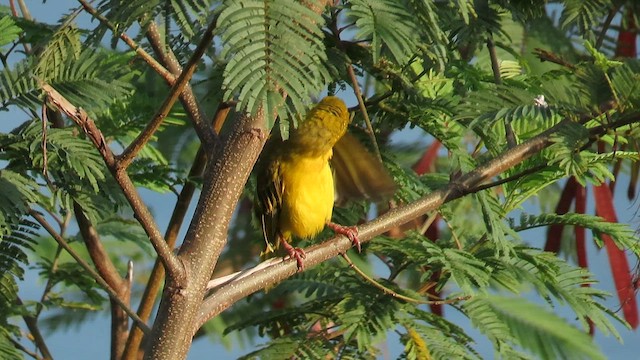 Holub's Golden-Weaver - ML646439159