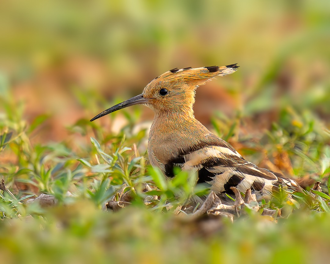 Common Hoopoe - ML646439160