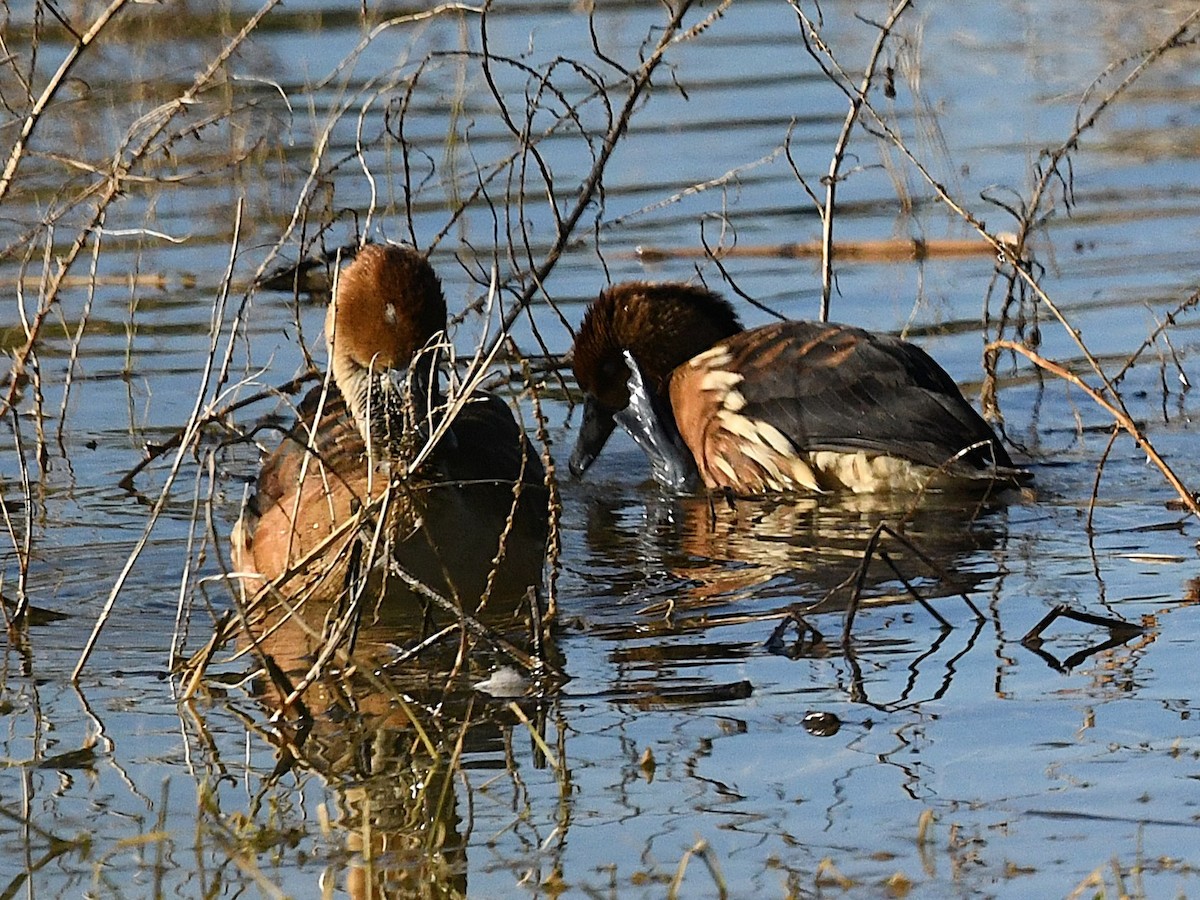 Fulvous Whistling-Duck - ML646439163