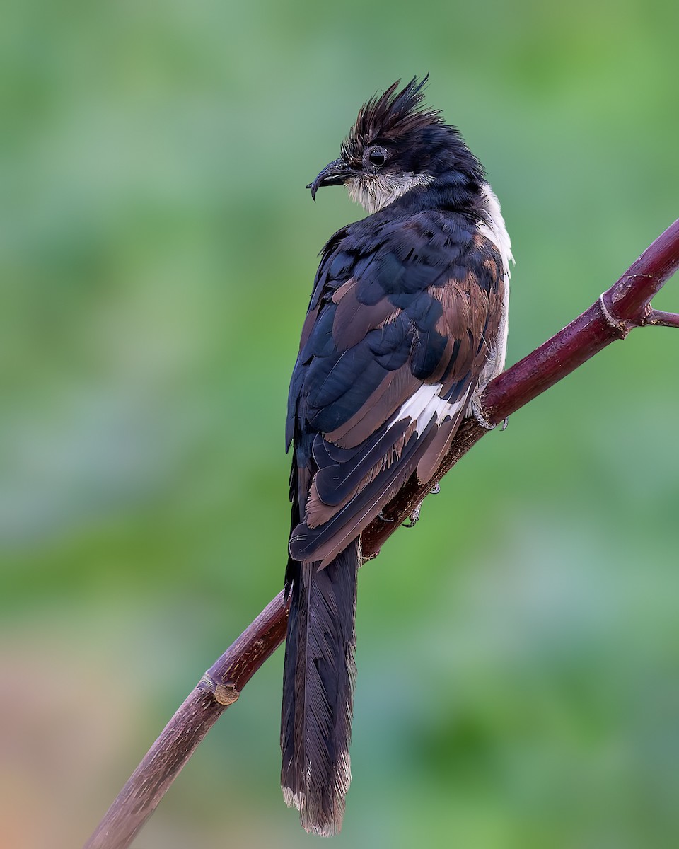 Pied Cuckoo - ML646439164