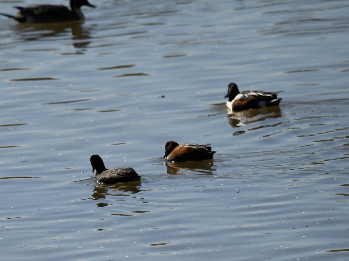 Cinnamon Teal - ML646439167