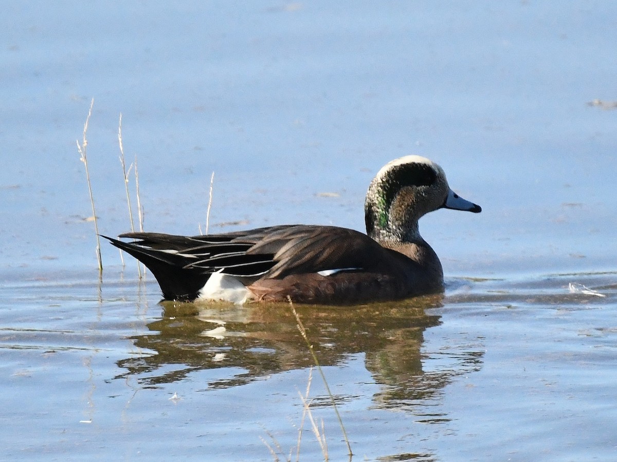 Canard d'Amérique - ML646439175