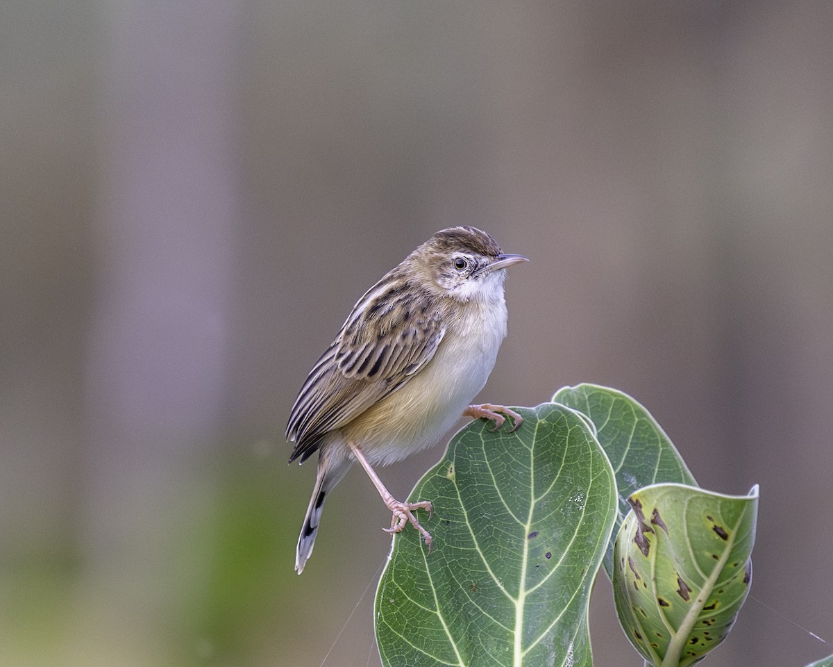 cistovník rákosníkový - ML646439176