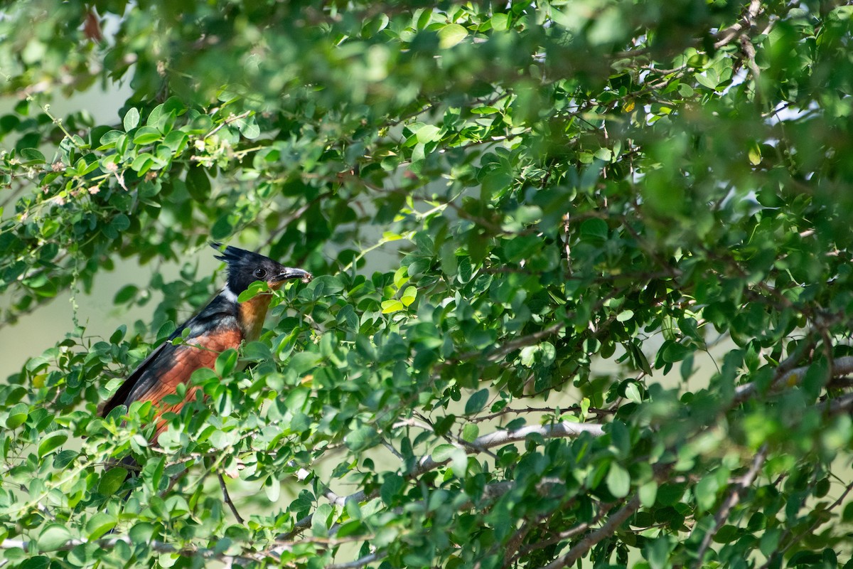Chestnut-winged Cuckoo - ML646439178