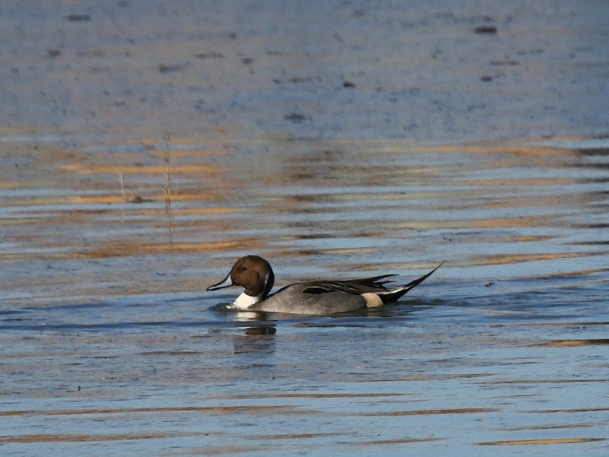 Northern Pintail - ML646439179