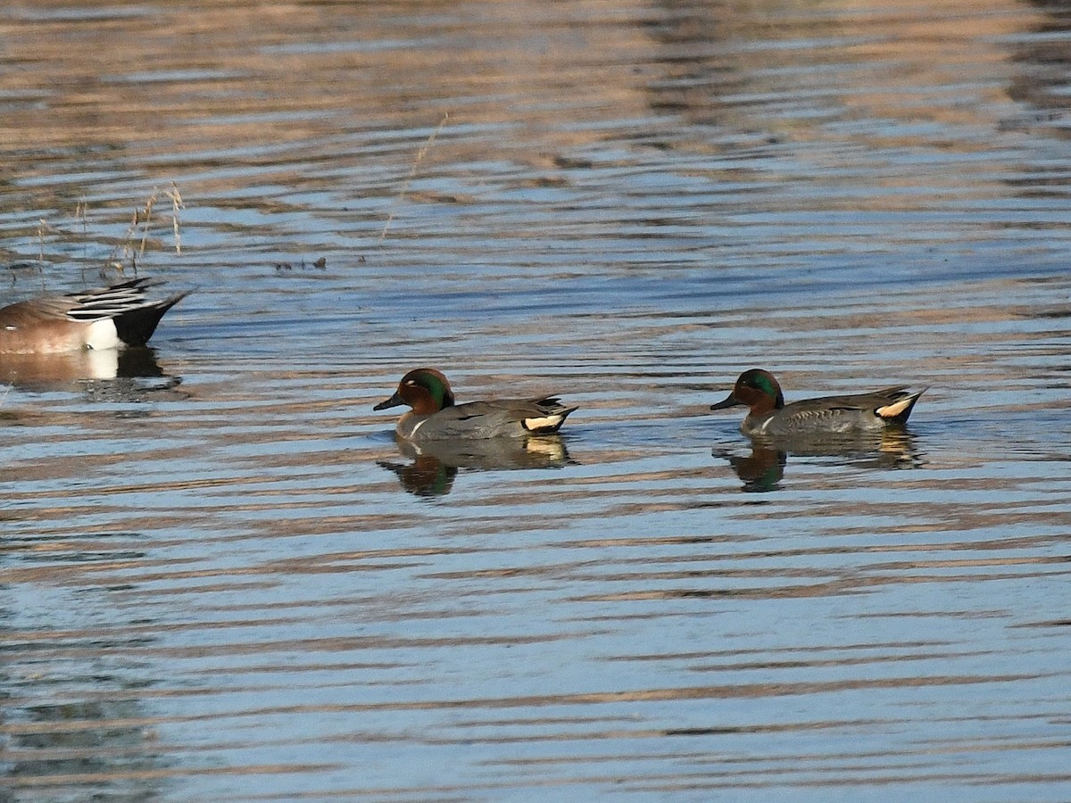 Green-winged Teal - ML646439184