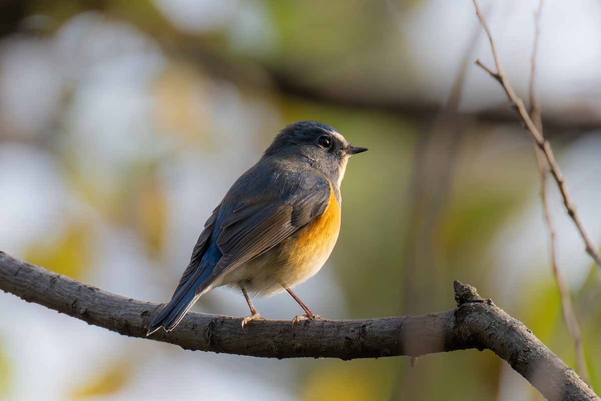 Red-flanked Bluetail - ML646439185