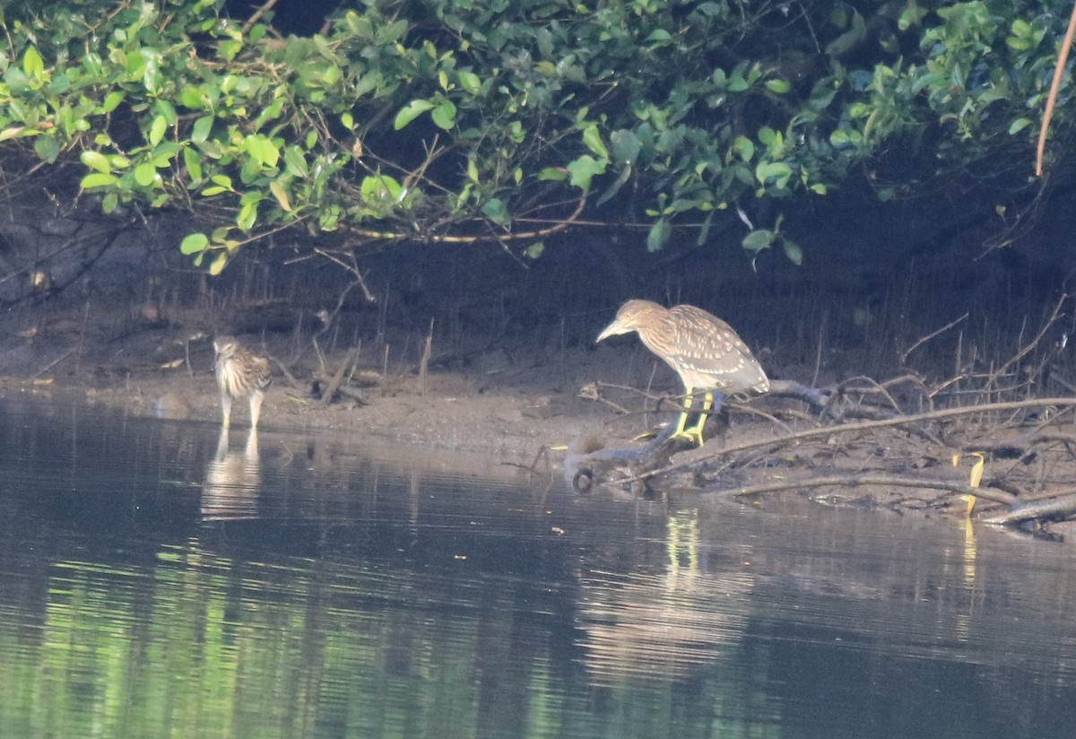 Квак звичайний - ML646439186